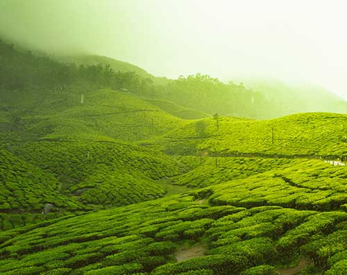 munnar-tour-package